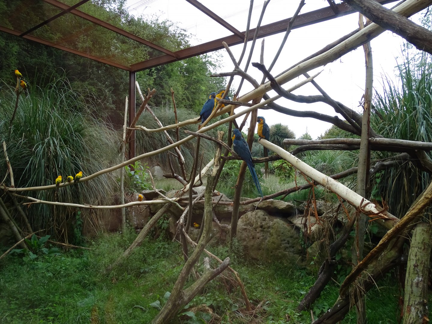 Blue-throated macaw (Ara glaucogularis), sun conure, plains viscacha (Lagostomus maximus) and burrowing owl (Athene cunicular) exhibit
