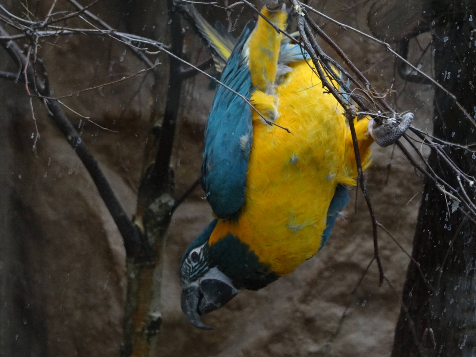 Blue-throated macaw (Ara glaucogularis)