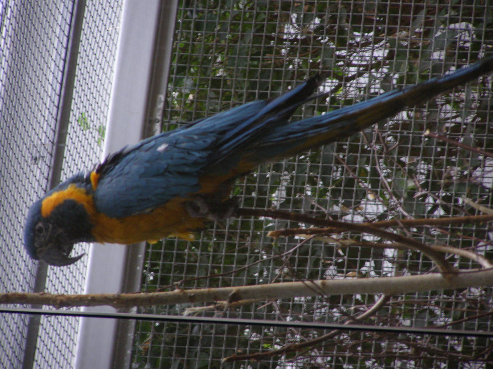 blue-throated macaw (Ara glaucogularis)