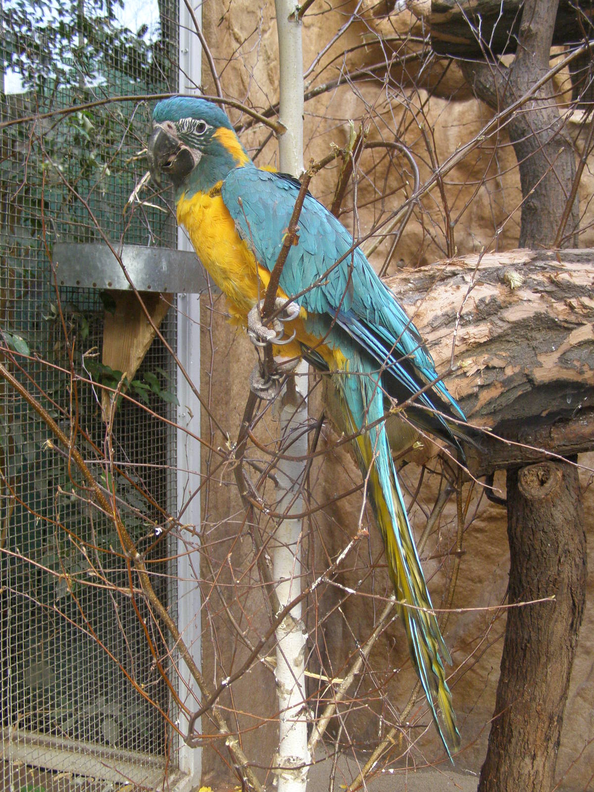 blue-throated macaw (Ara glaucogularis)