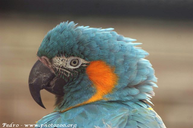 Blue-throated macaw (Ara glaucogularis)