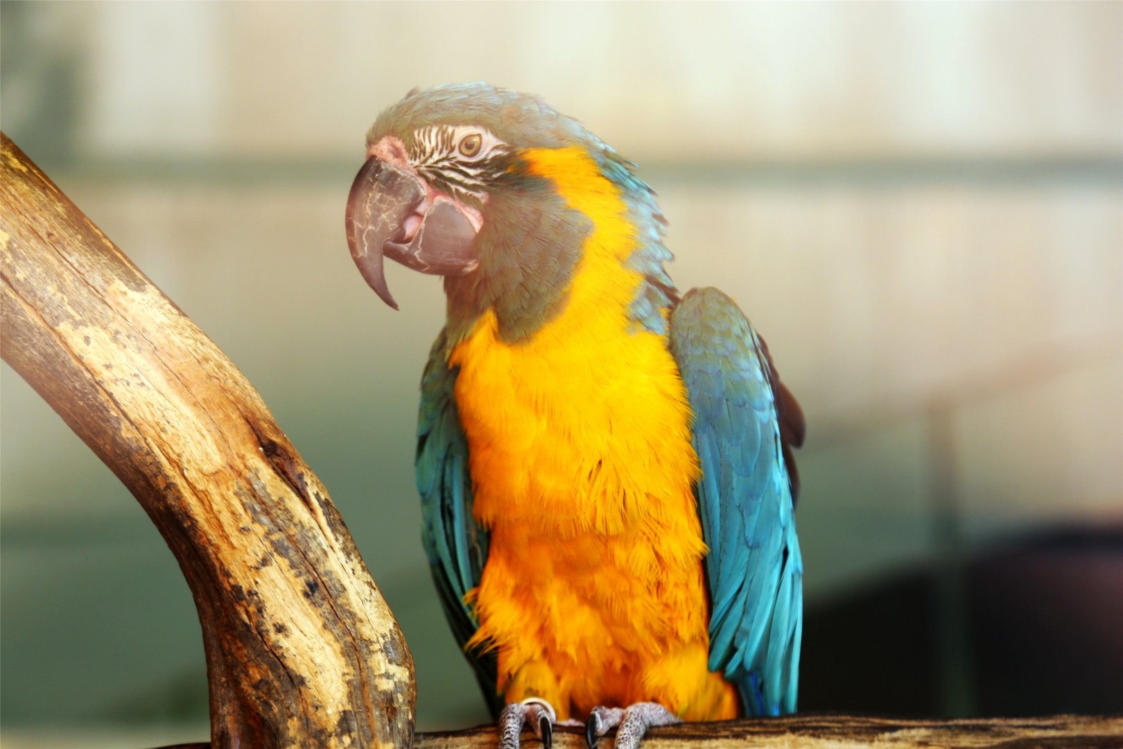 Blue-throated macaw (Ara glaucogularis)