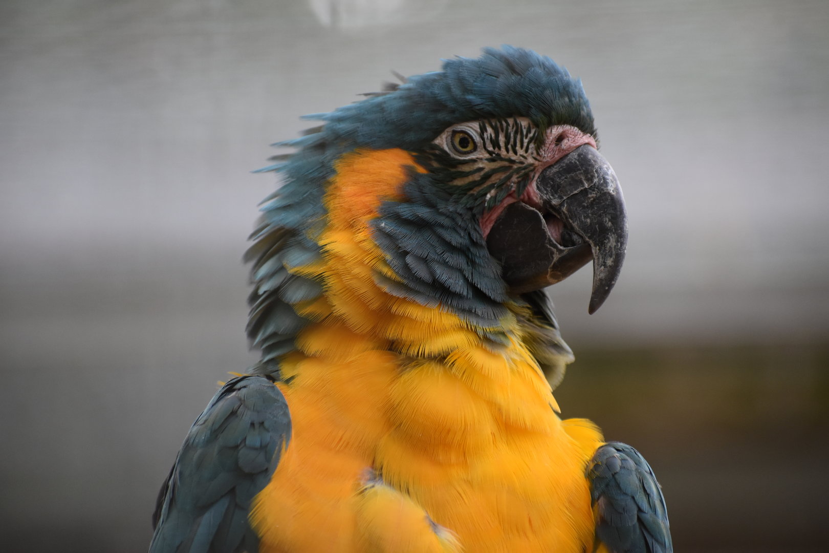 Blue-throated Macaw - Ara glaucogularis