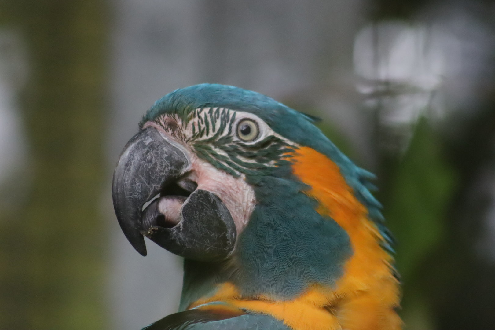 Blue-throated Macaw (Ara glaucogularis)