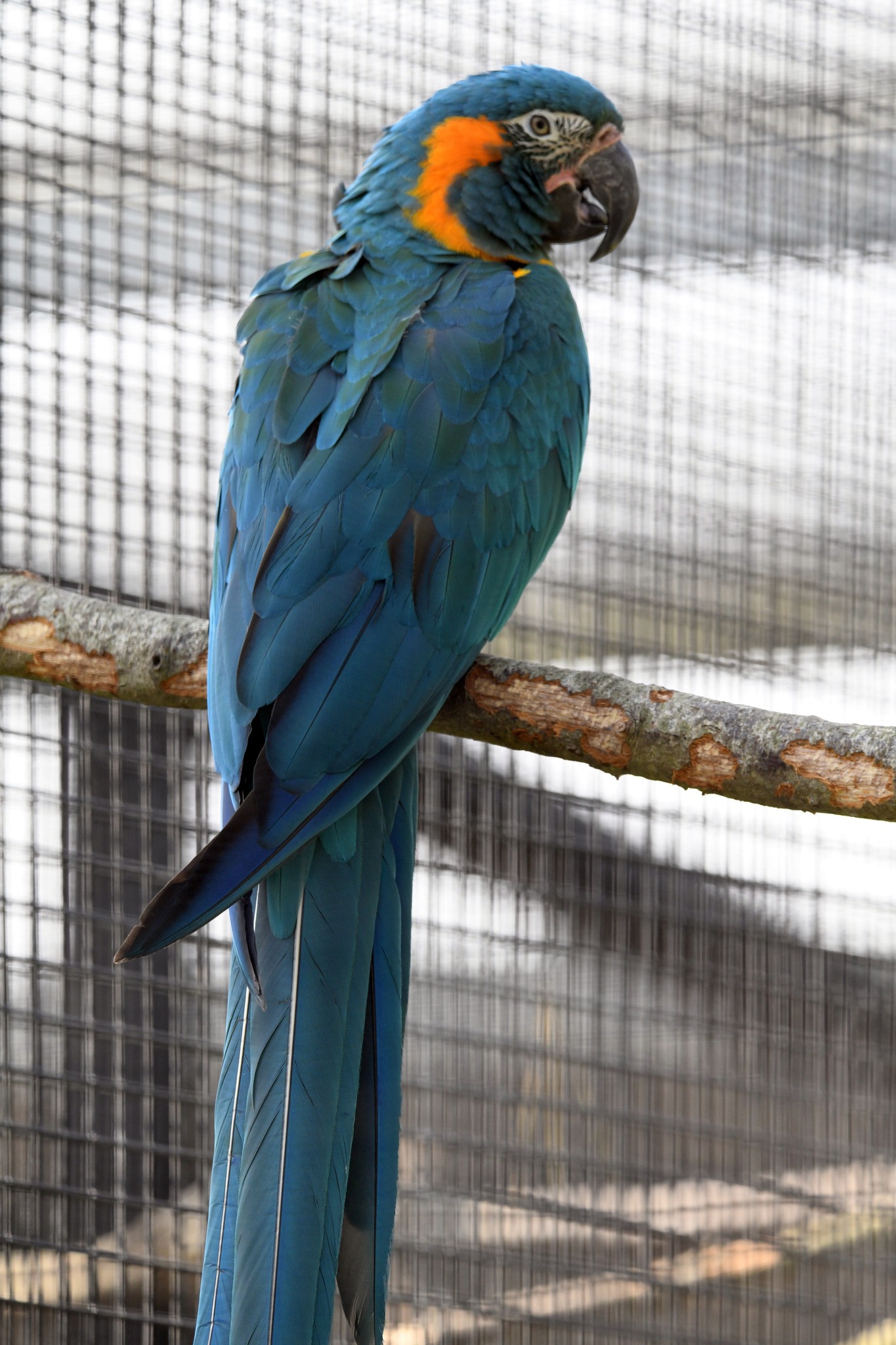 Blue-throated Macaw - Ara glaucogularis
