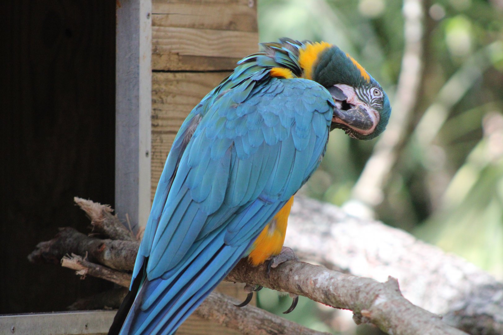 Blue-Throated Macaw (Ara glaucogularis)