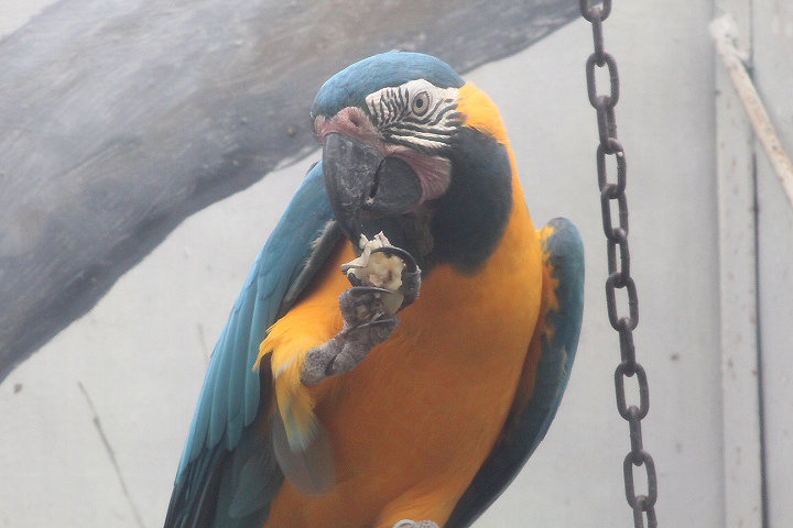 Blue-throated macaw (Ara glaucogularis)