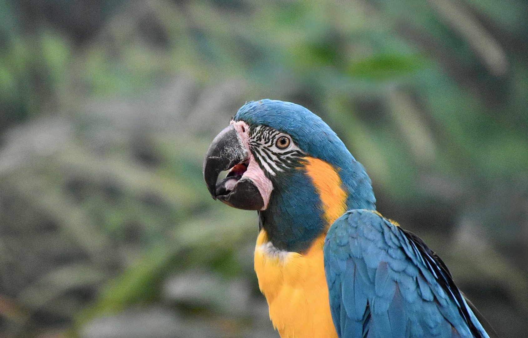 Blue-Throated Macaw (Ara glaucogularis)
