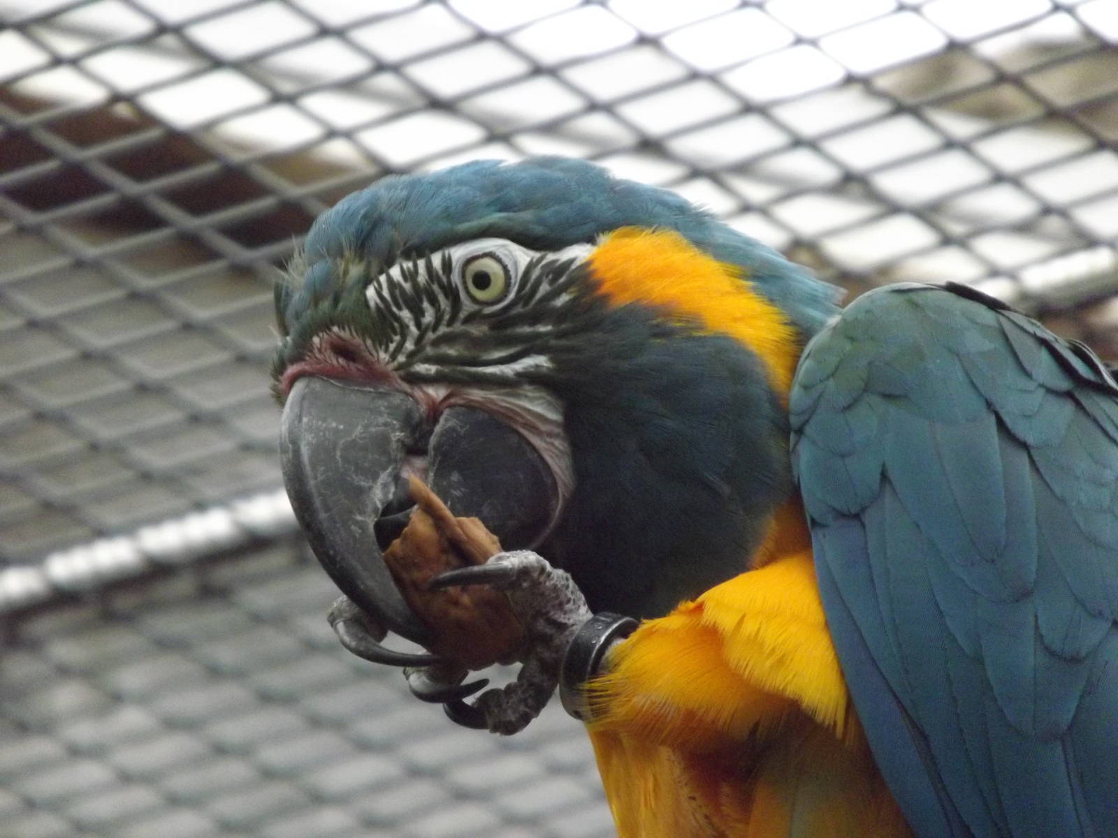 Blue throated Macaw at Chester Zoo 31/03/12