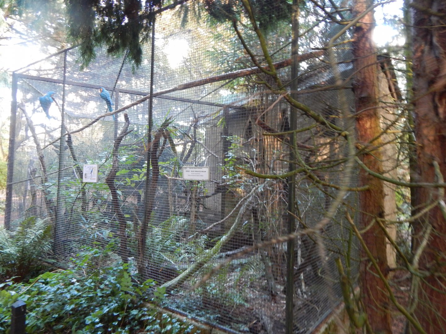 Blue-throated macaw aviary 011125