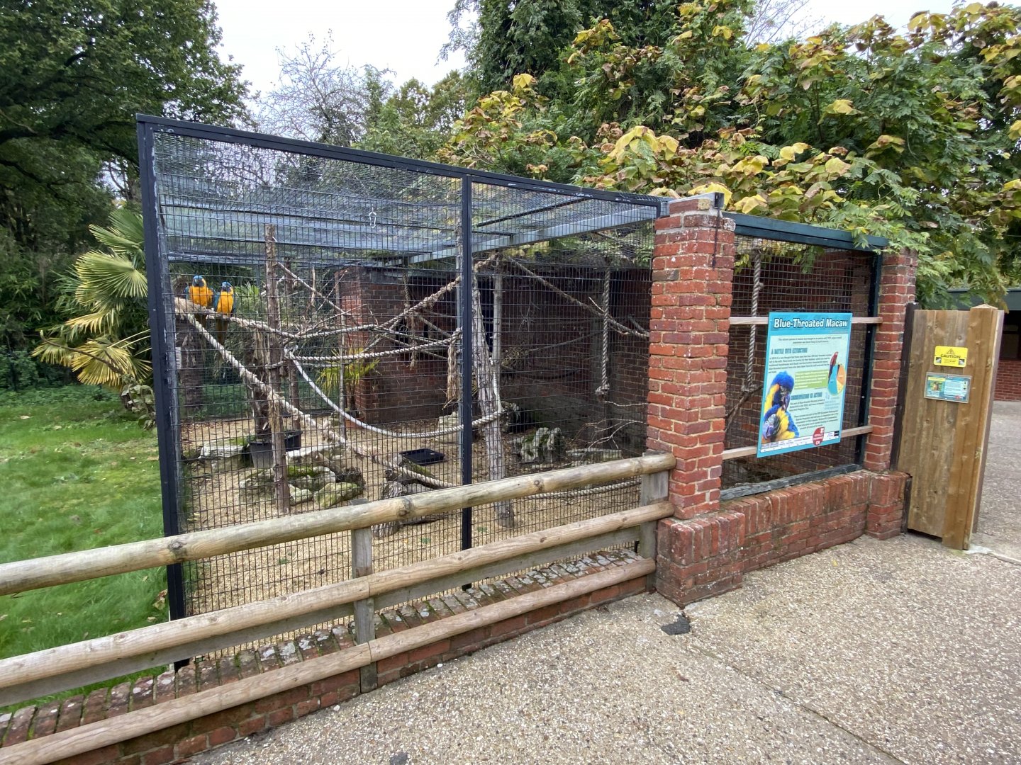 Blue-throated macaw aviary 061121