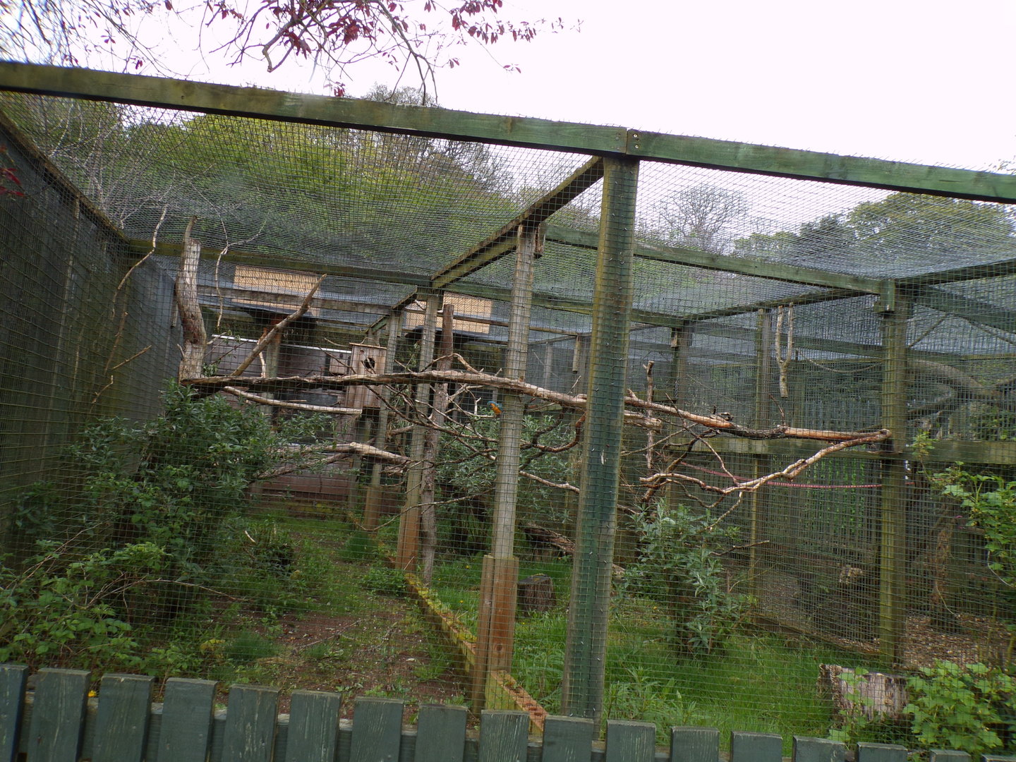 Blue-throated macaw aviary 7.5.23