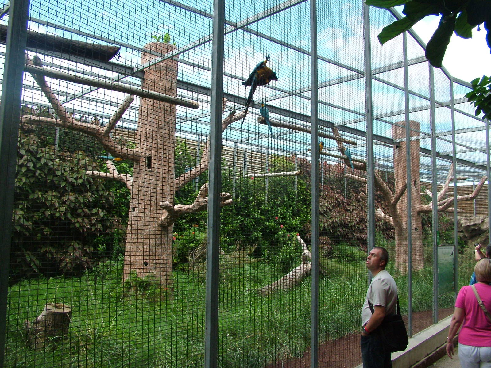 Blue-throated Macaw Aviary at Loro Parque, 08/11/10