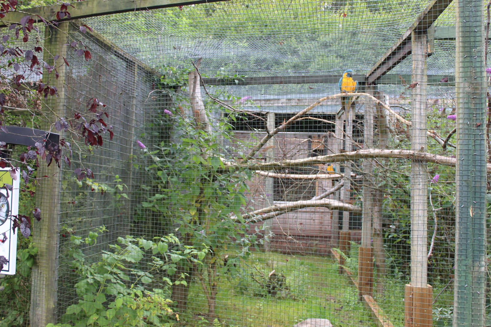 Blue-throated macaw aviary