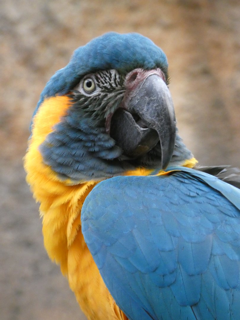 Blue-throated macaw close-up