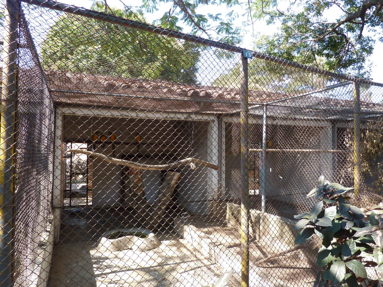 Blue-throated macaw enclosures