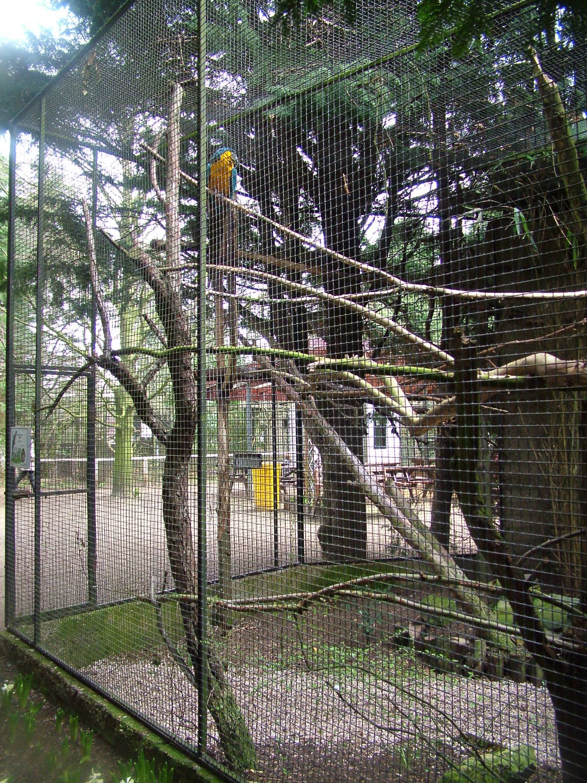 Blue-throated Macaw exhibit at Linton 05/04/10