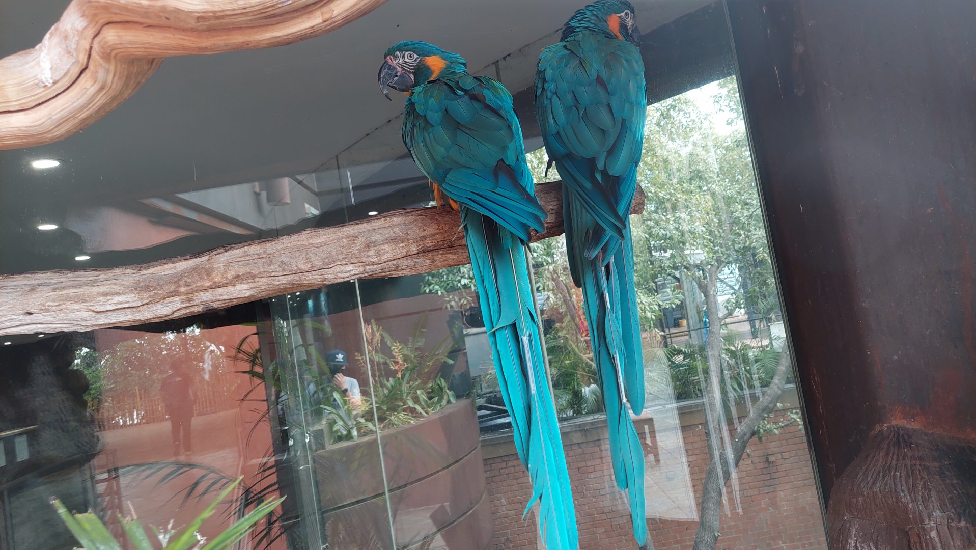 Blue-throated Macaw exhibit
