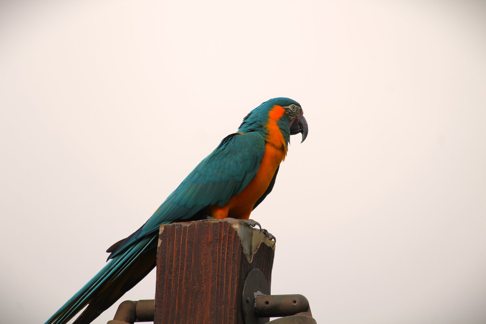 Blue-throated Macaw (Free-roaming)