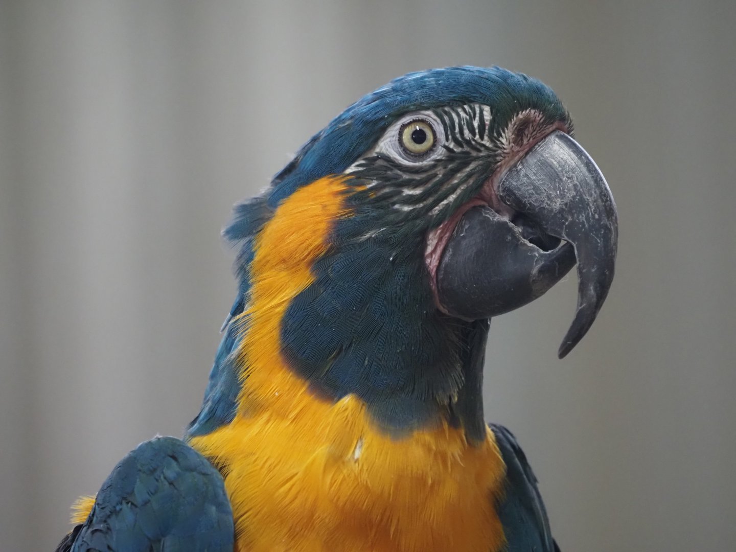 Blue-Throated Macaw "Misha"