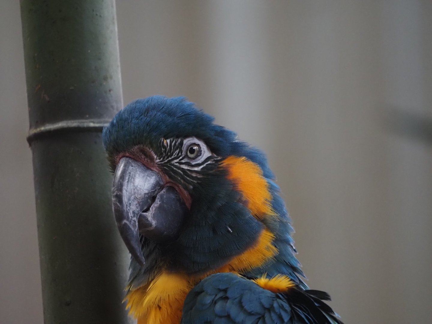 Blue-Throated Macaw "Misha"