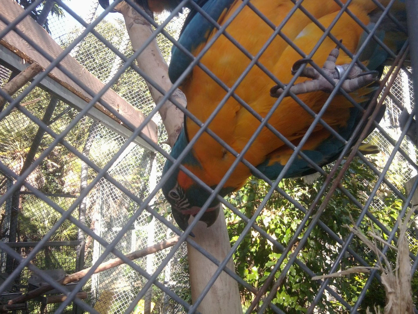 Blue throated macaw (not blue-fronted)