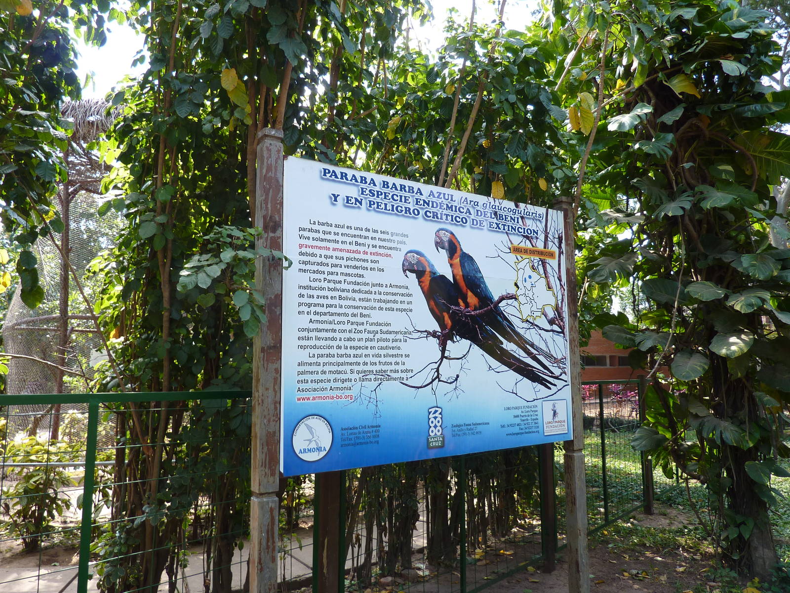 Blue-throated macaw sign