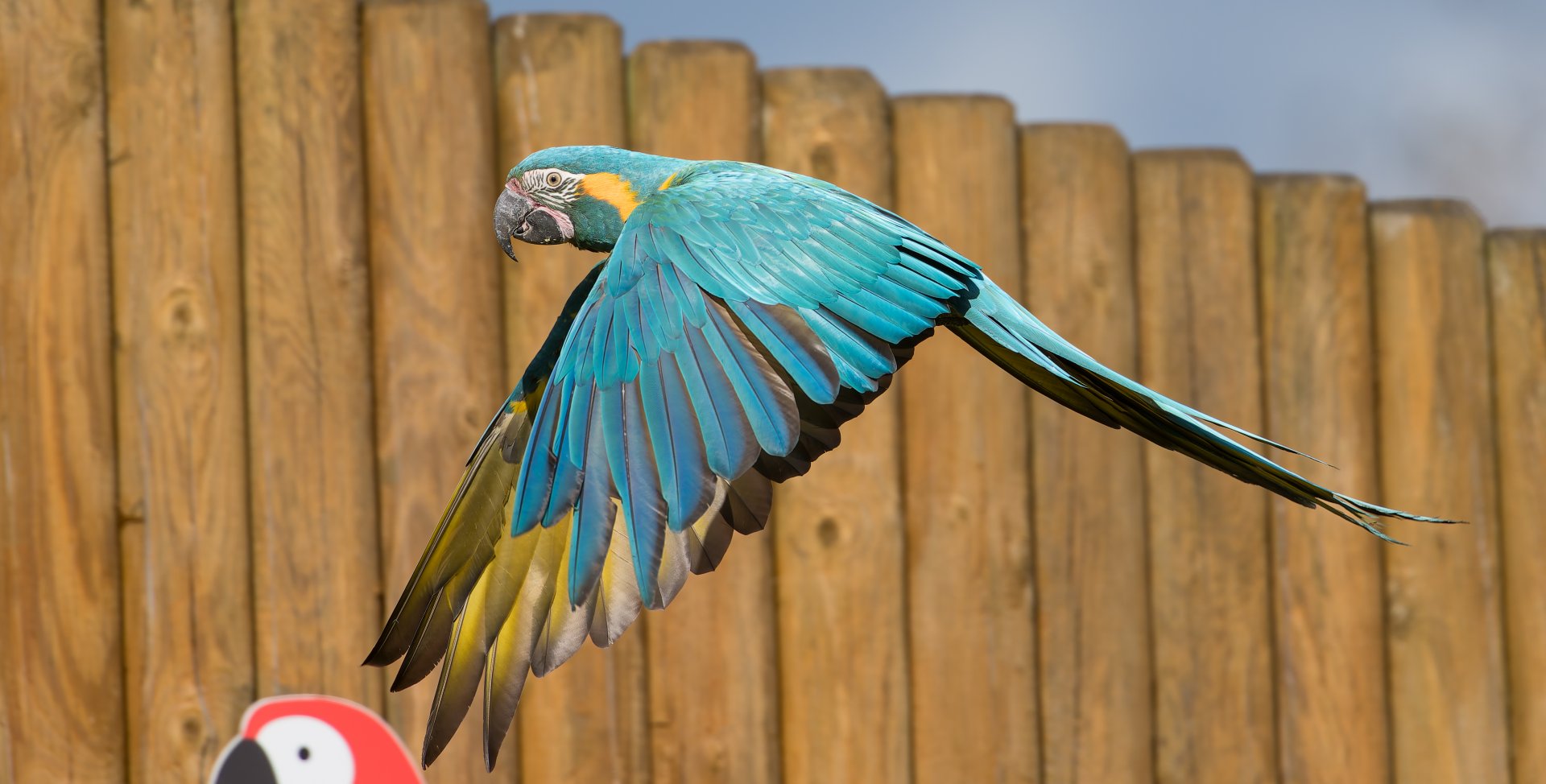 Blue throated Macaw ,ZSL Whipsnade, UK