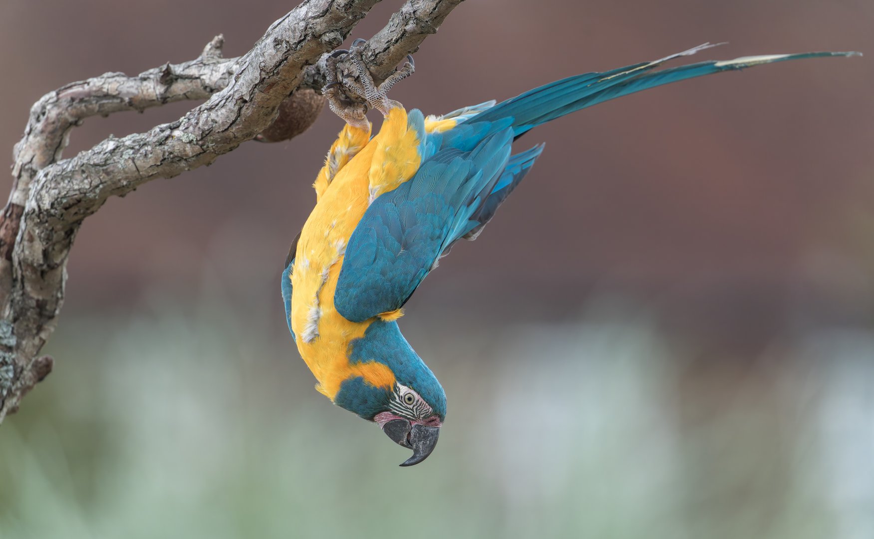 Blue throated Macaw, ZSL Whipsnade, UK