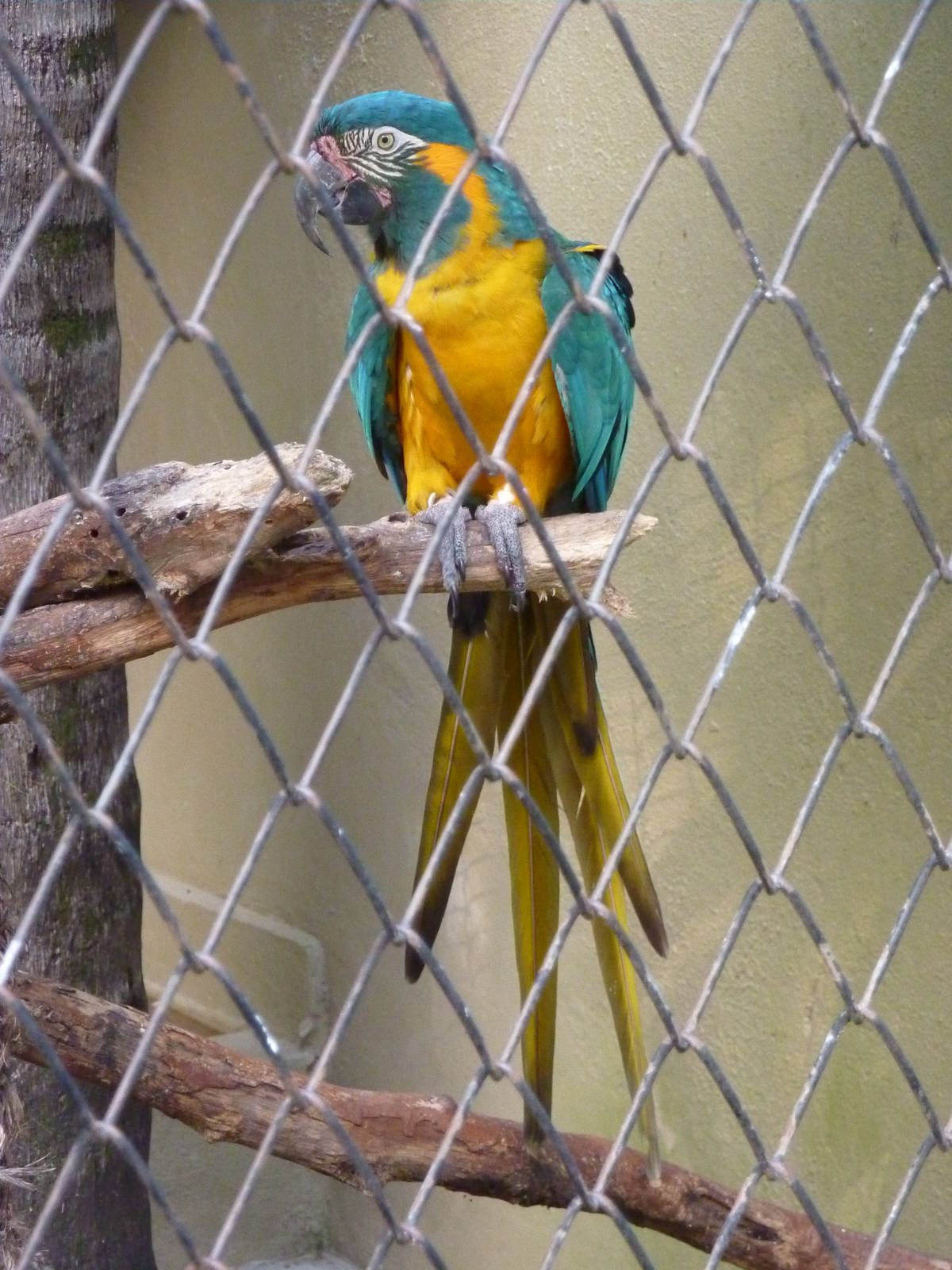 Blue-throated macaw