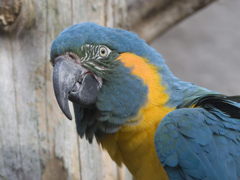 Blue throated macaw