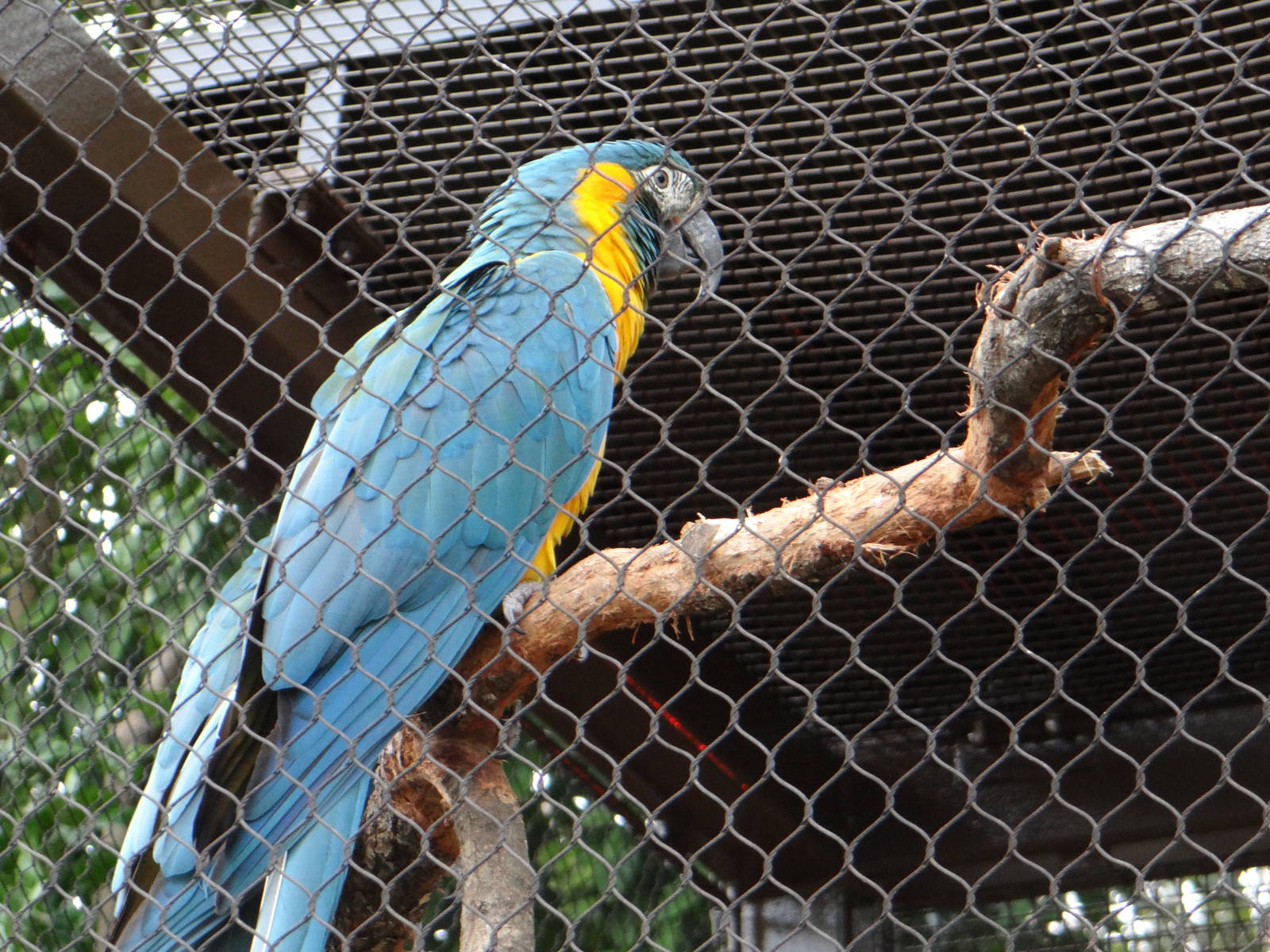 Blue throated macaw