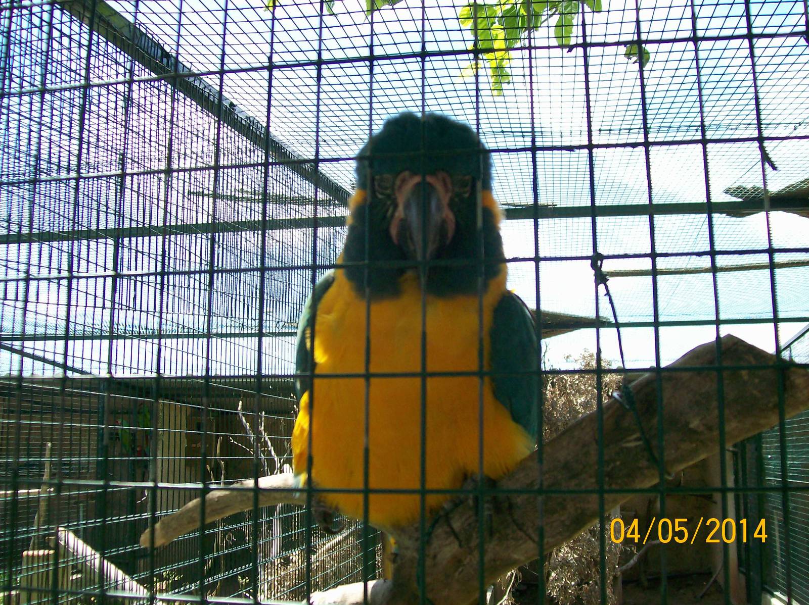Blue-throated macaw