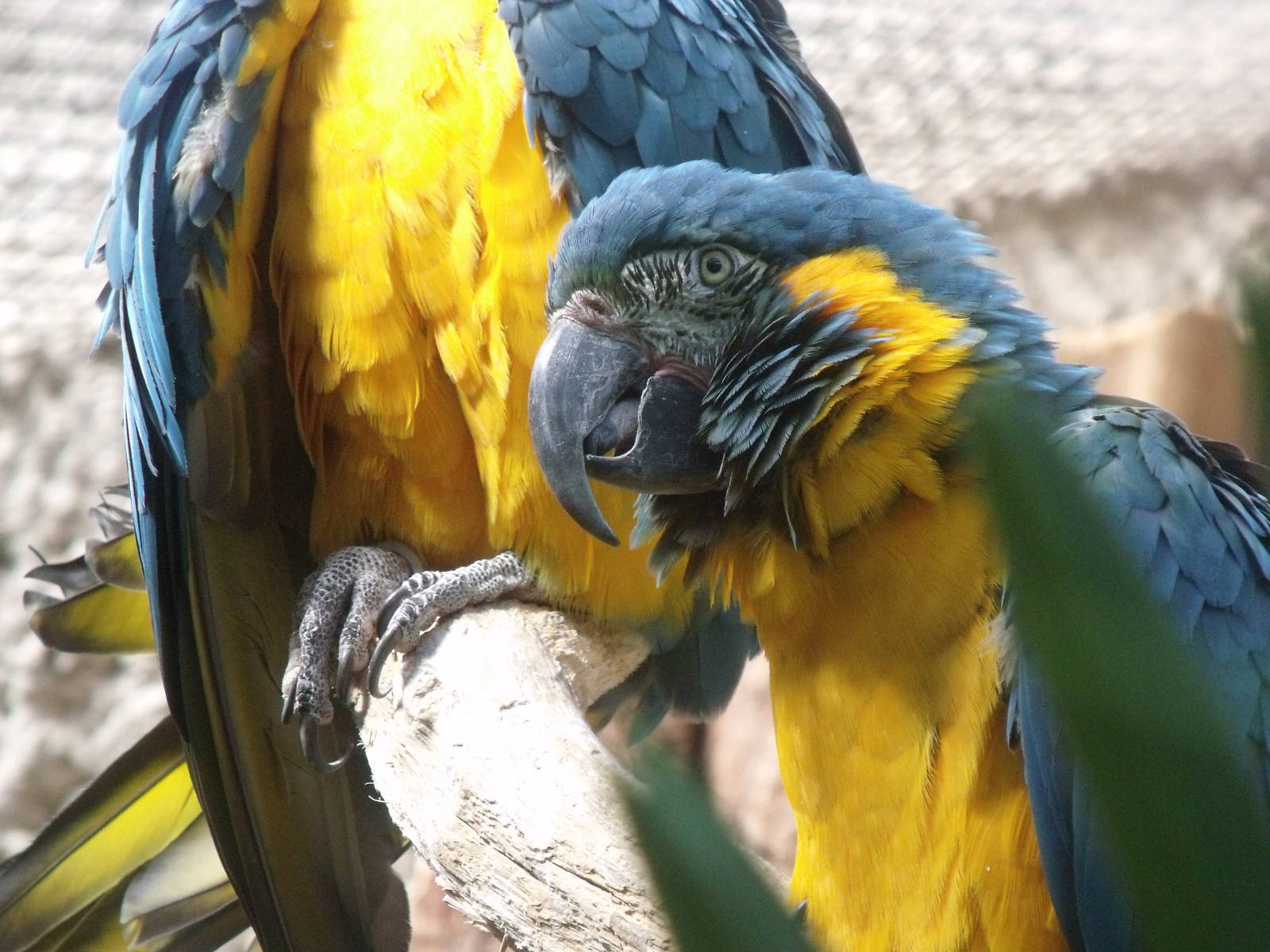 Blue Throated Macaw