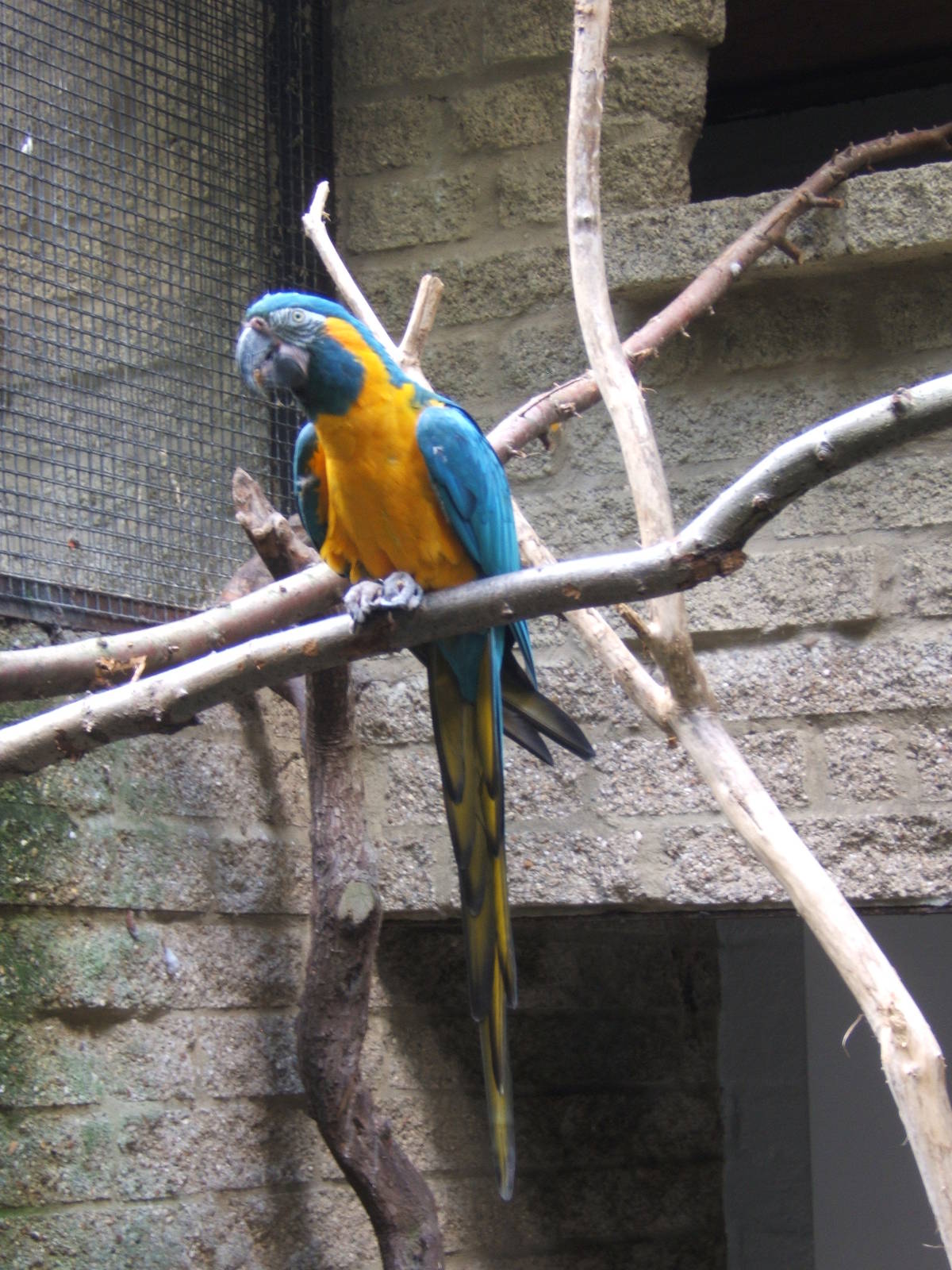 Blue-throated Macaw