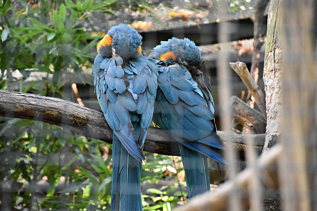 Blue-throated macaw