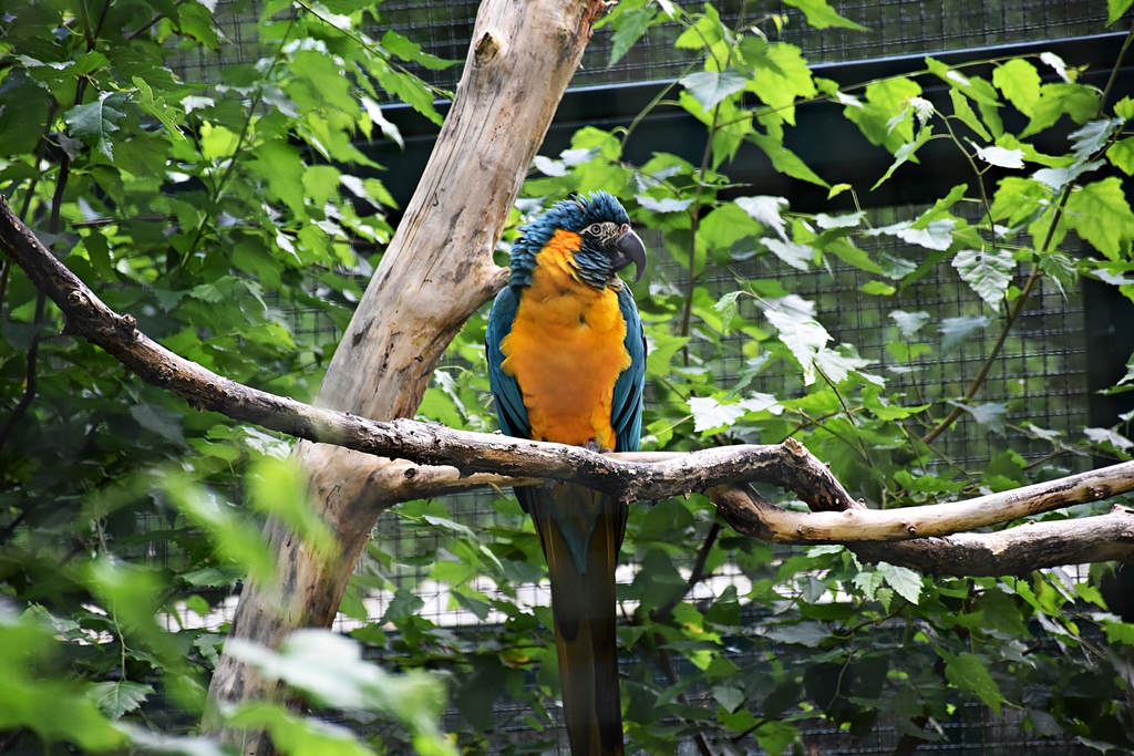Blue-throated macaw