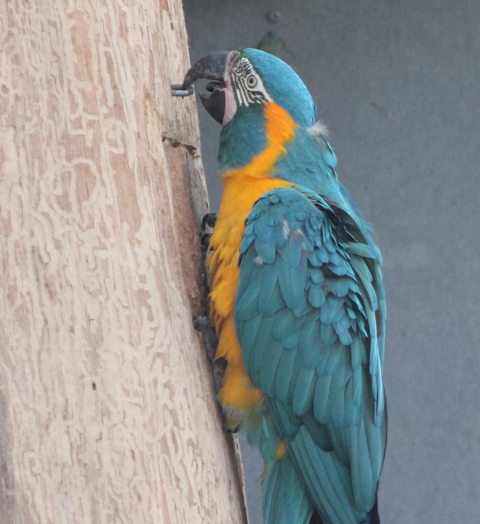 Blue-throated macaw