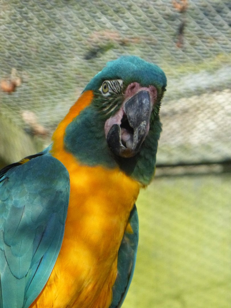 Blue throated macaw