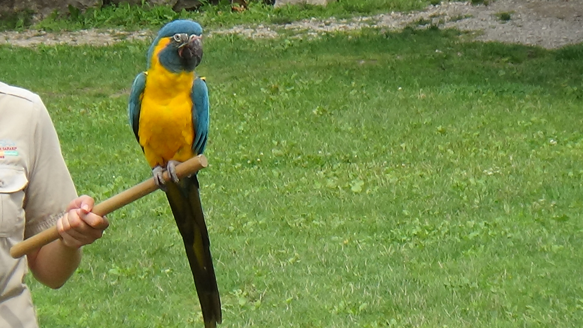 Blue-throated macaw