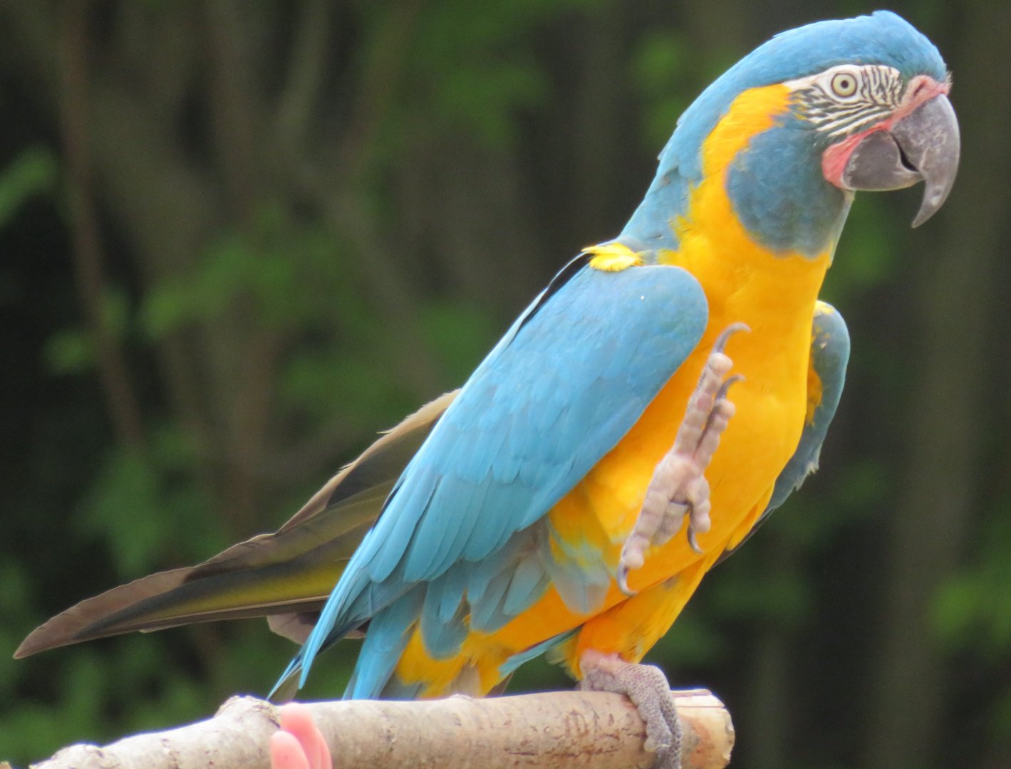 Blue-throated macaw