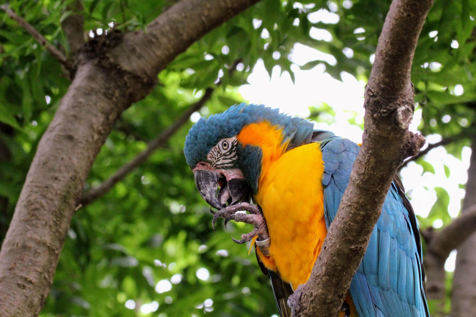 Blue-throated Macaw