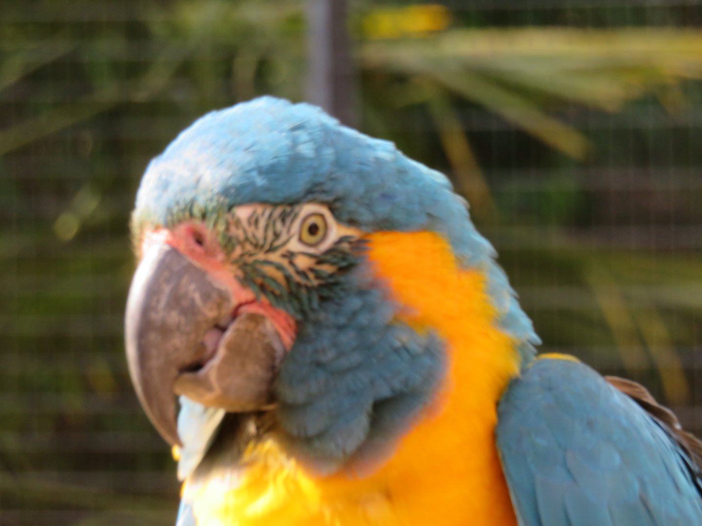 Blue throated macaw