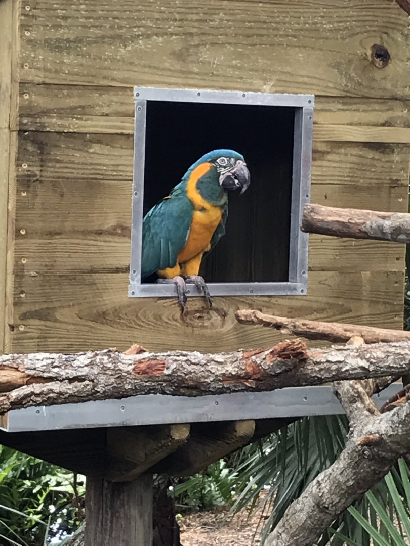 Blue-throated macaw