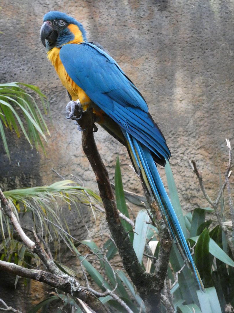 Blue-throated macaw
