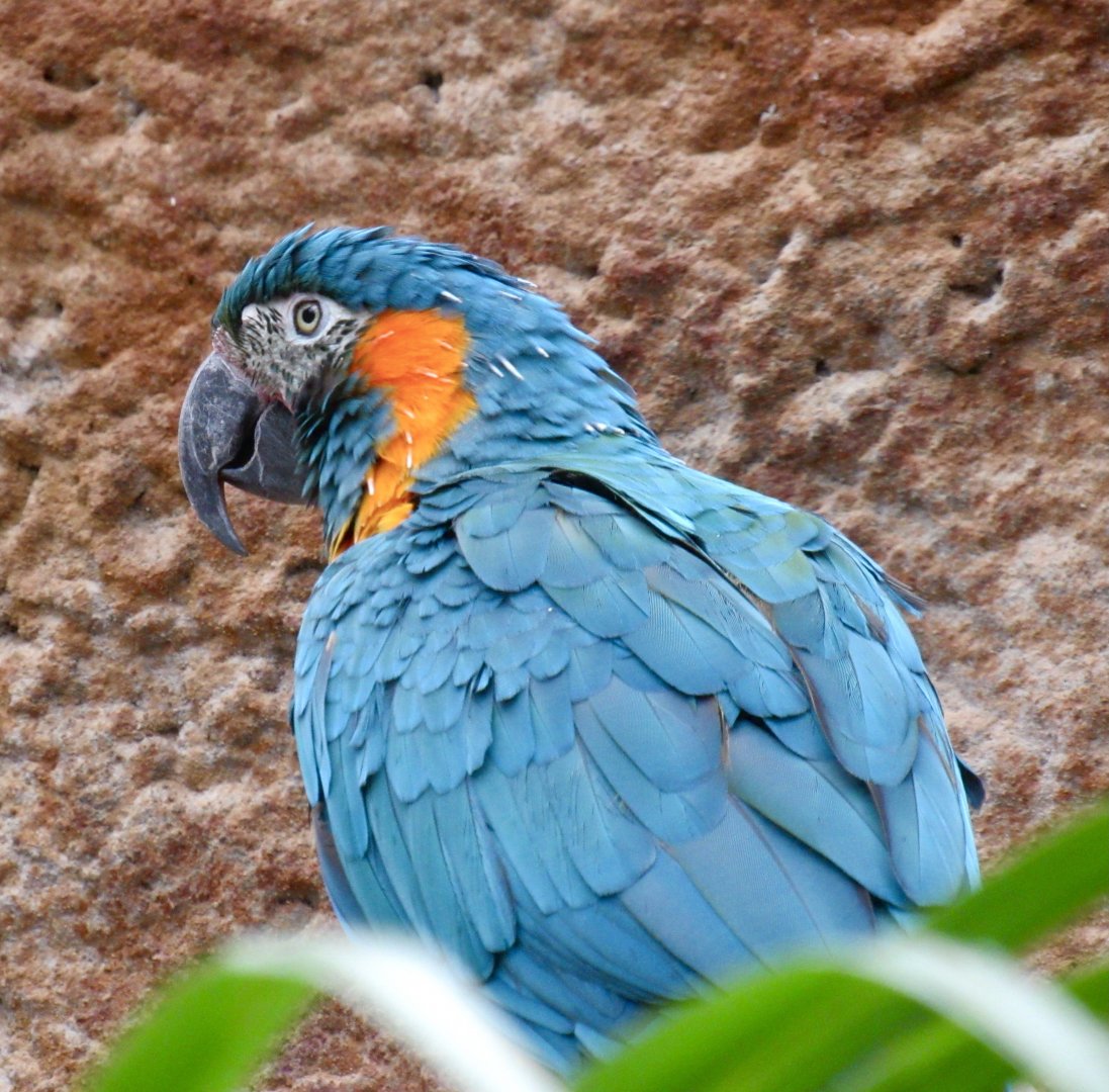 Blue-Throated Macaw