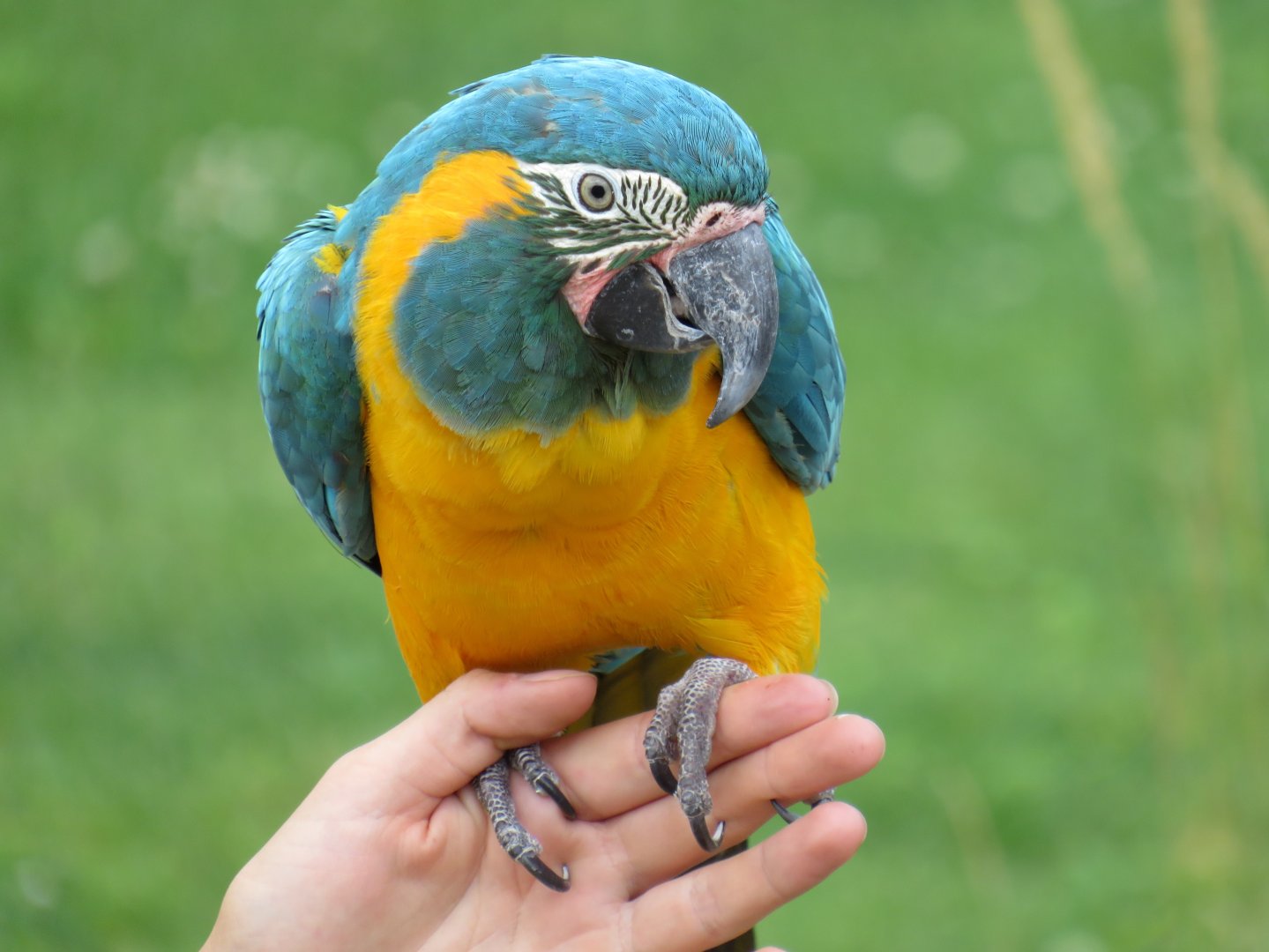 Blue-throated macaw
