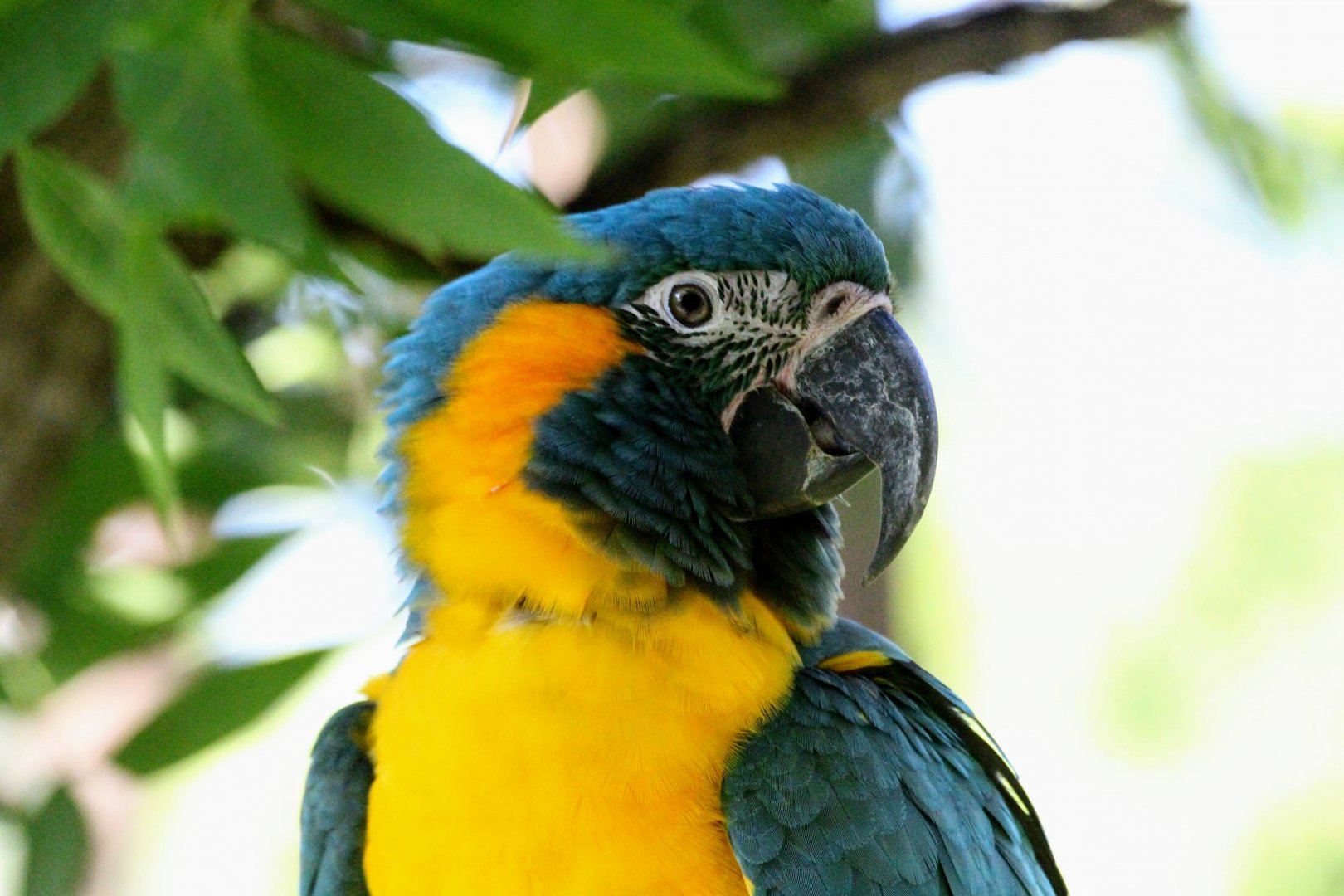 Blue-throated Macaw