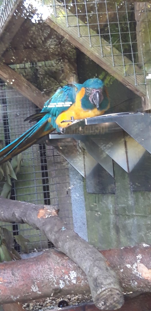 Blue Throated Macaw