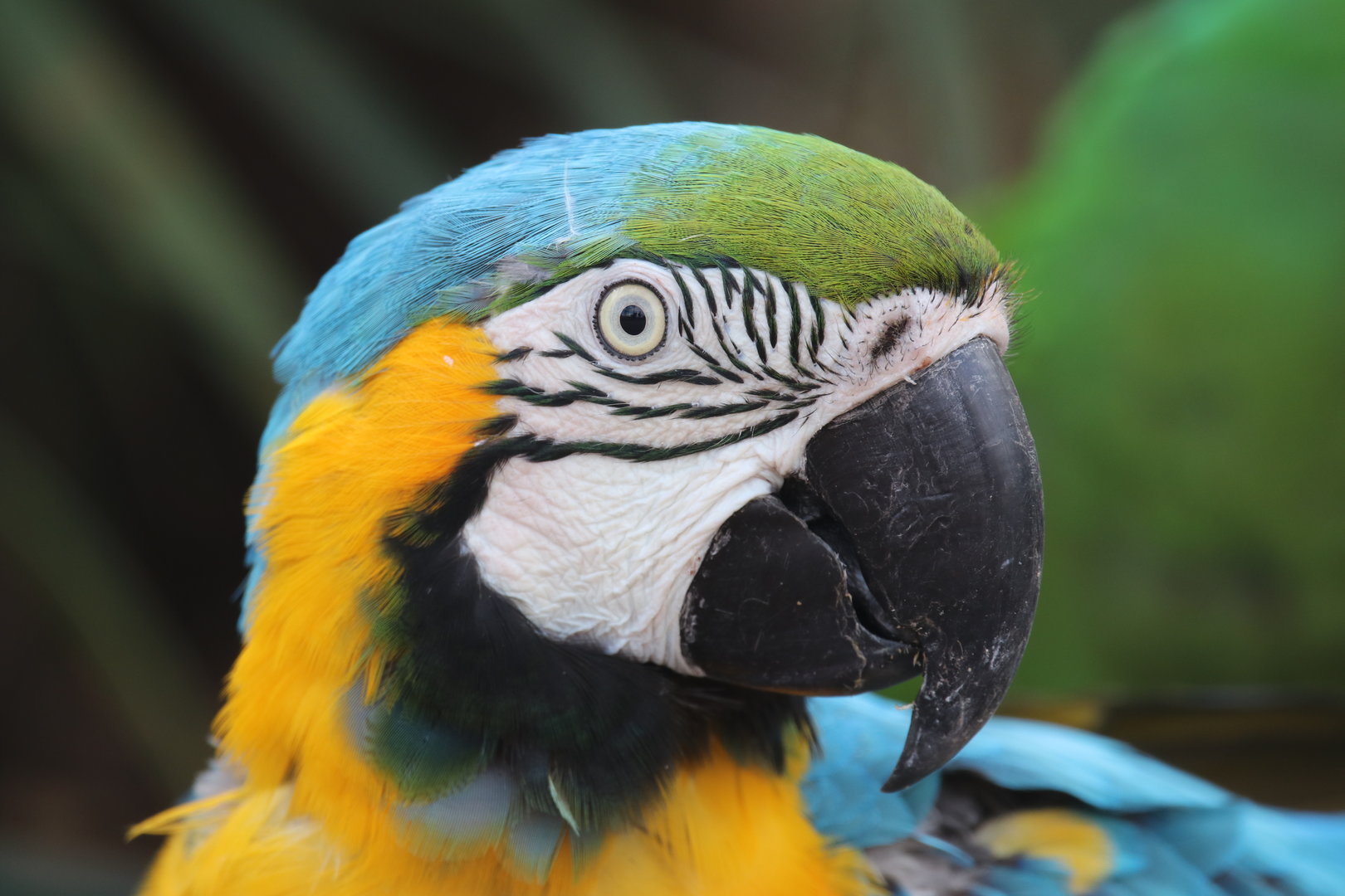 blue-throated macaw